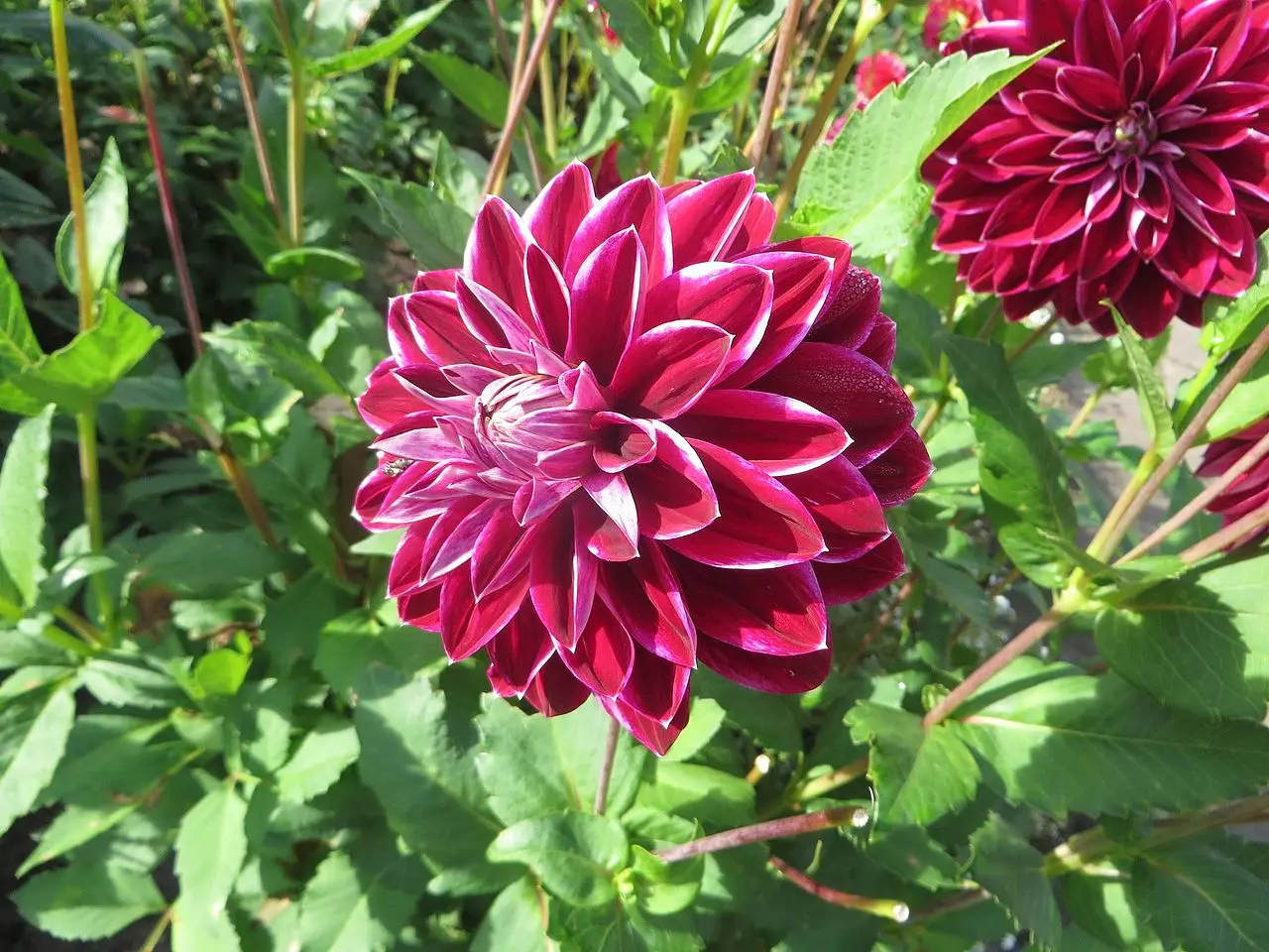 Dahlia Purple Pearl Tubers