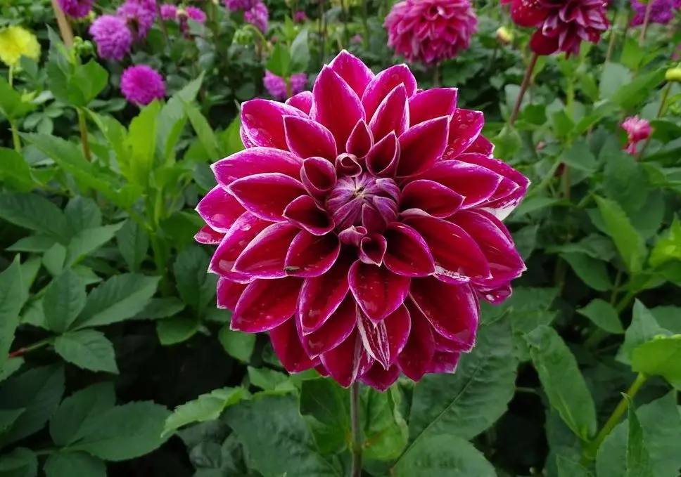 Dahlia Purple Pearl Tubers