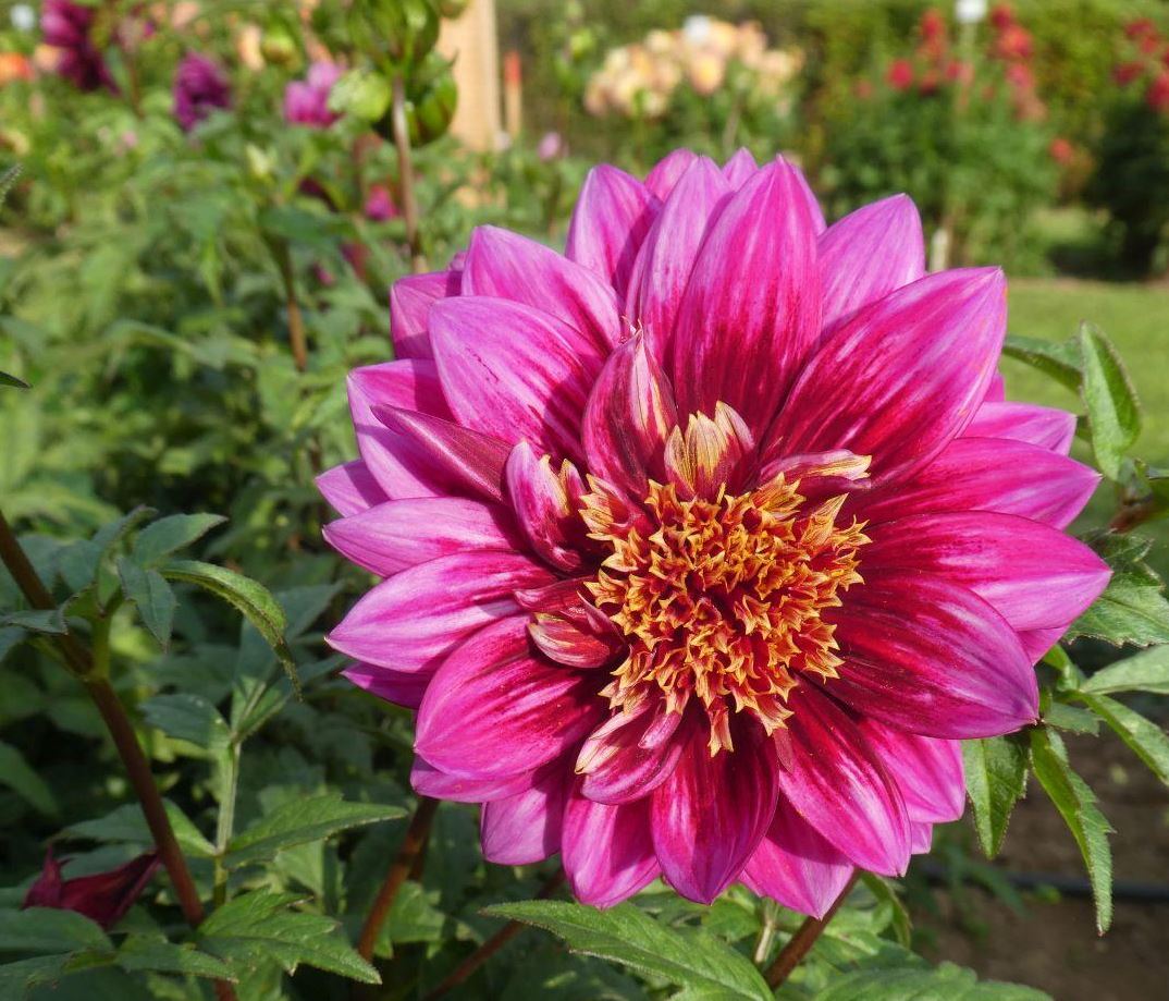 Dahlia Purple Puff Tubers