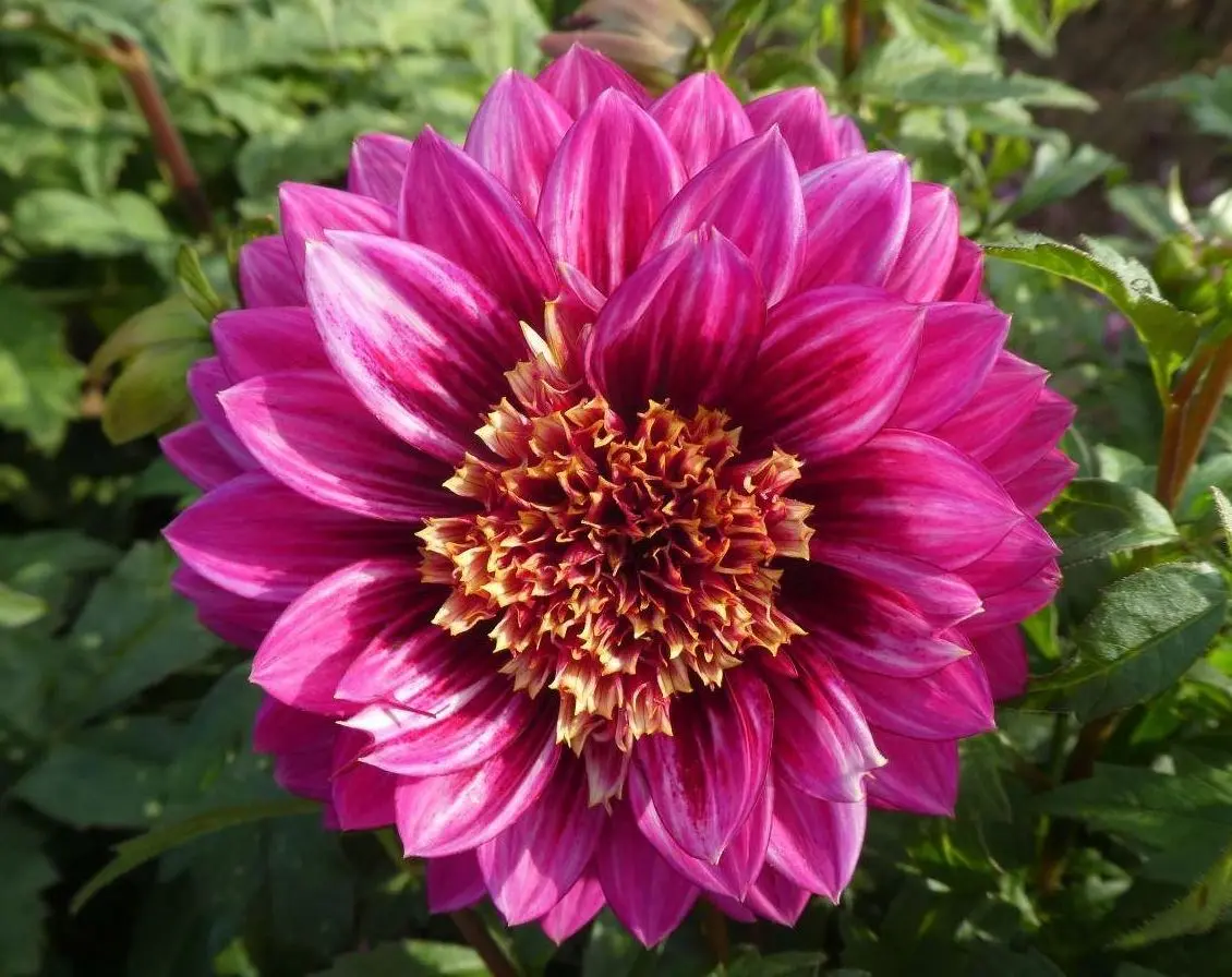 Dahlia Purple Puff Tubers