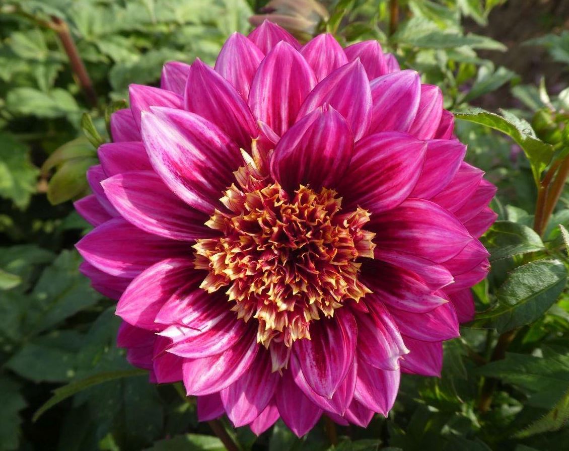 Dahlia Purple Puff Tubers