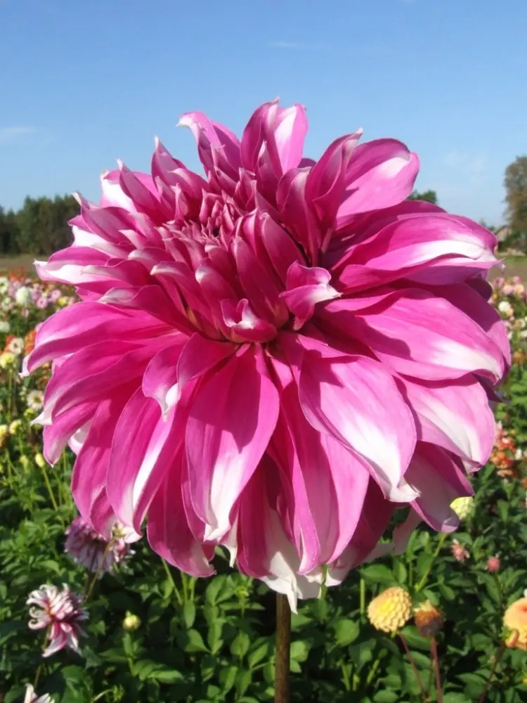 Dahlia Radegast Tubers