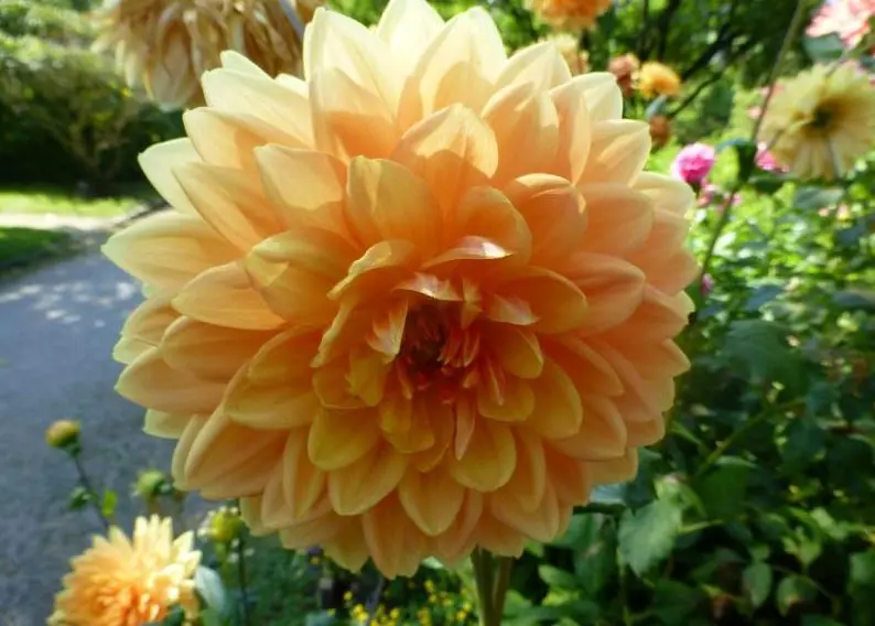 Dahlia Rancho Tubers - Image 3