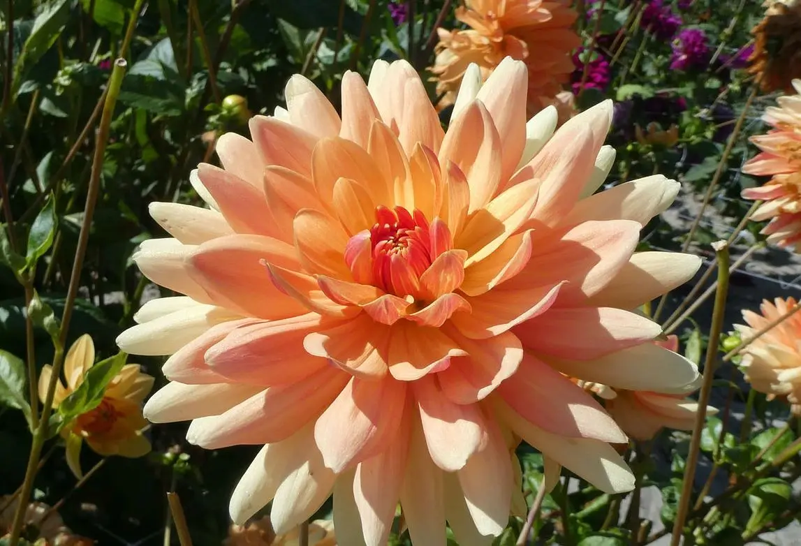 Dahlia Rancho Tubers