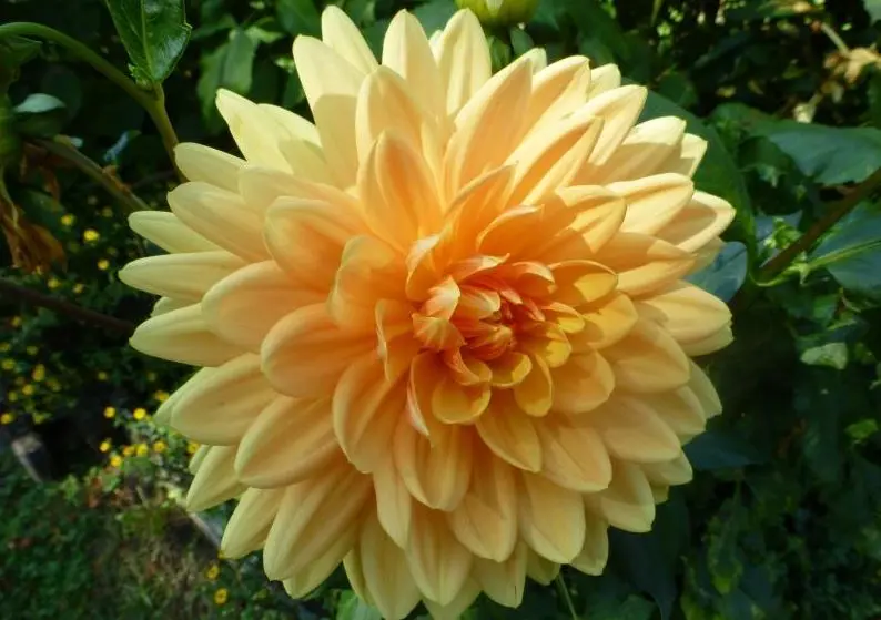 Dahlia Rancho Tubers