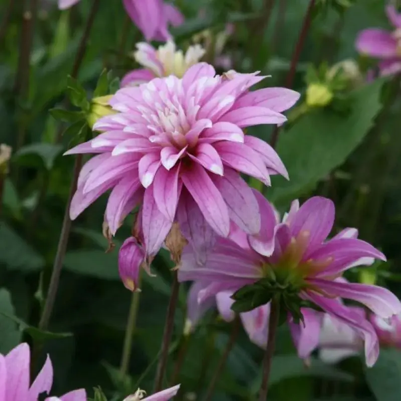 Dahlia Razzle Dazzle Tubers