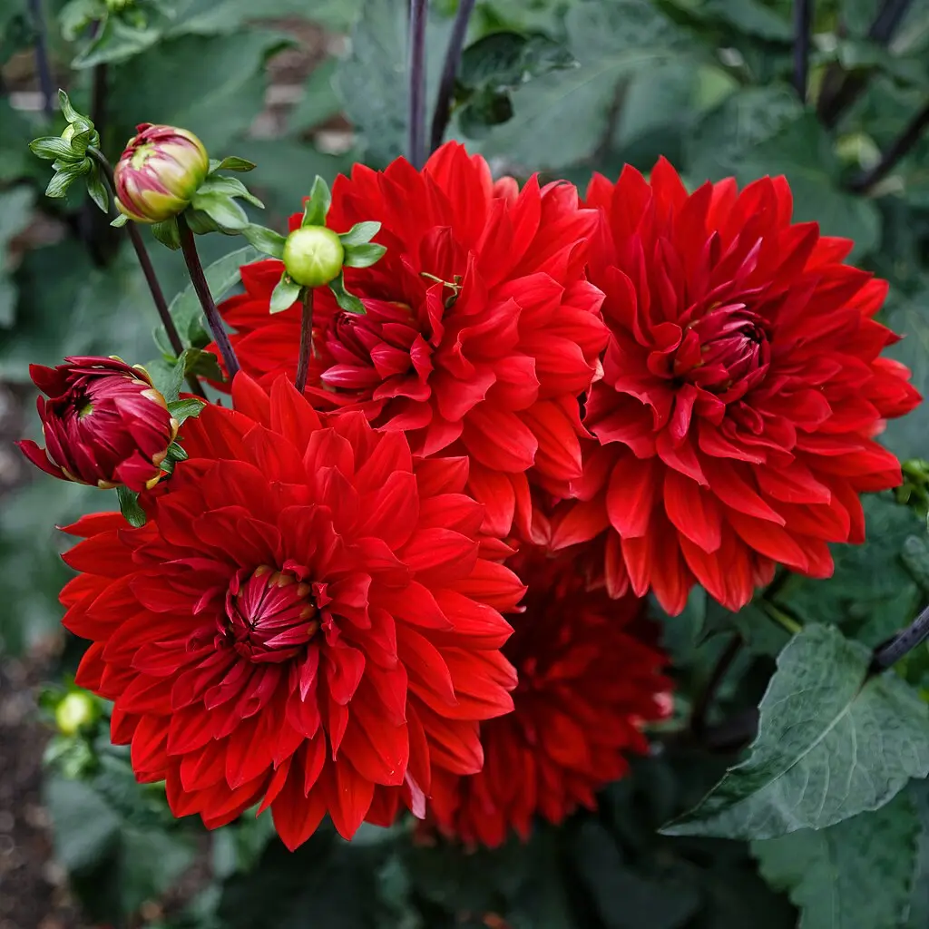 Dahlia Red Fubuki Tubers