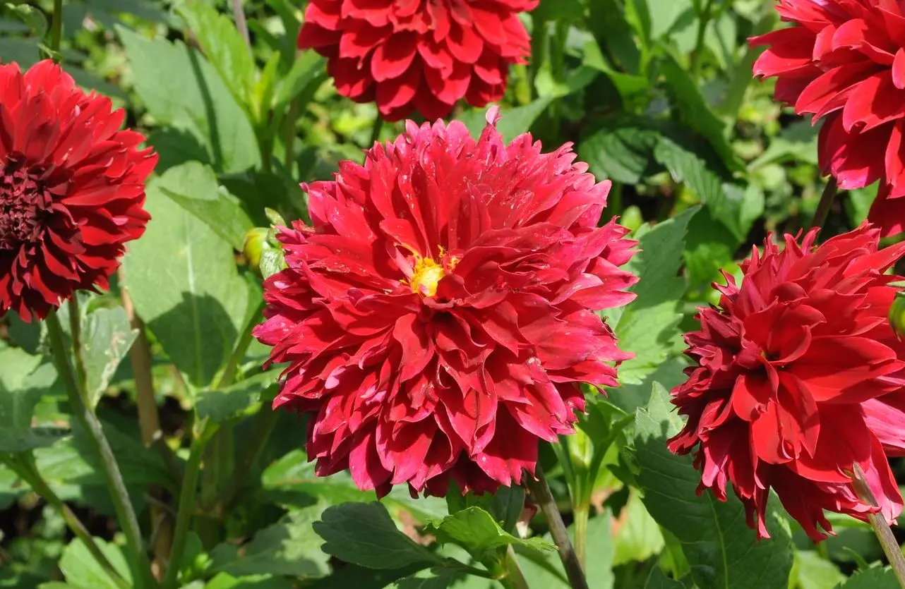 Dahlia Red Fubuki Tubers