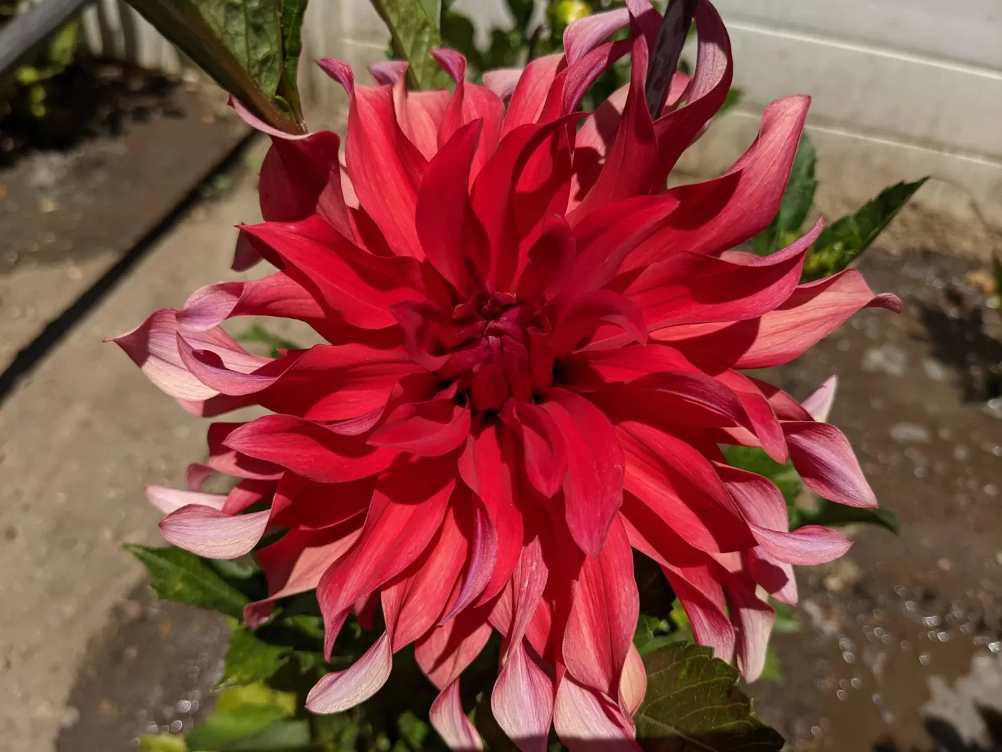 Dahlia Red Labyrinth Tubers