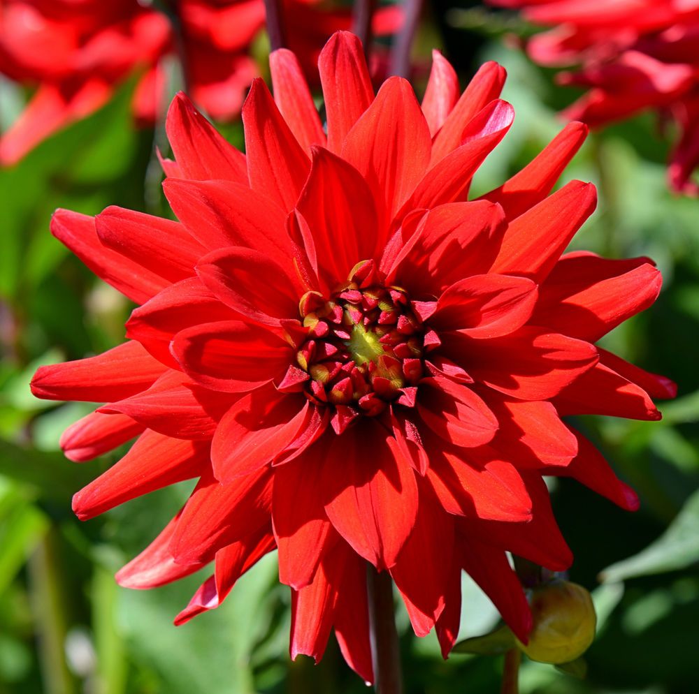 Dahlia Red Pygmy Tubers