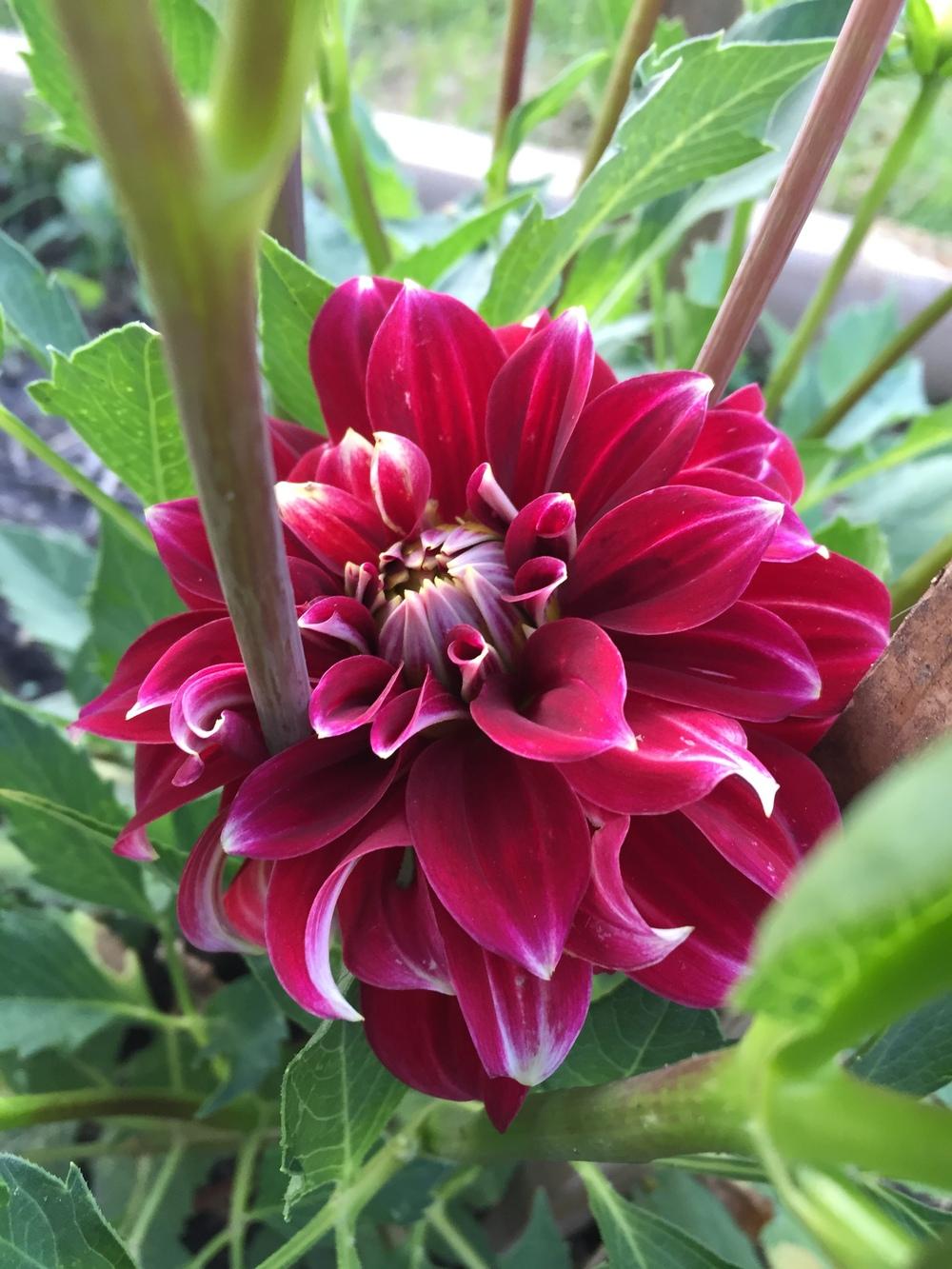 Dahlia Red Rock Tubers