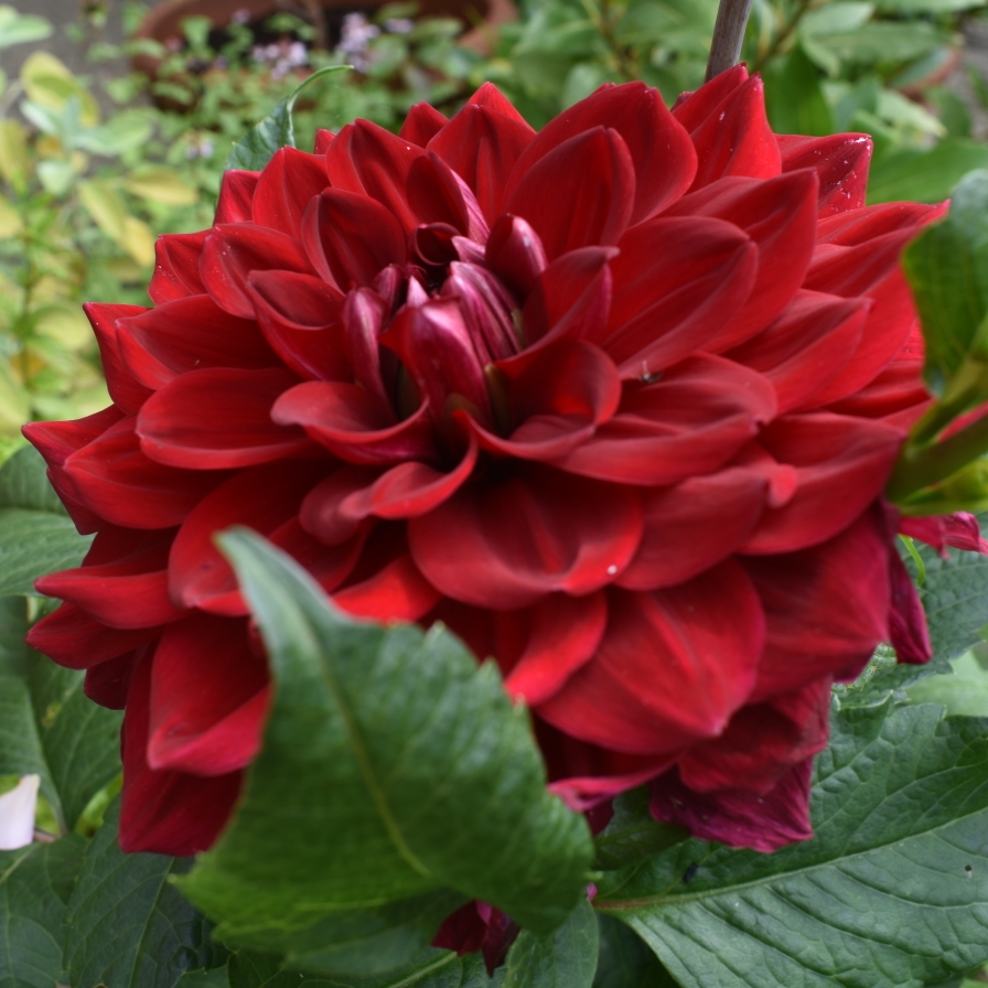 Dahlia Red Runner Tubers