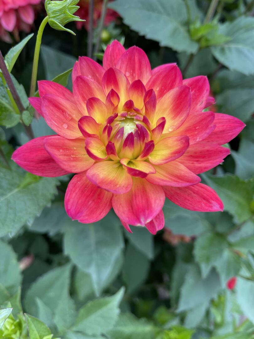 Dahlia Red Silence Tubers