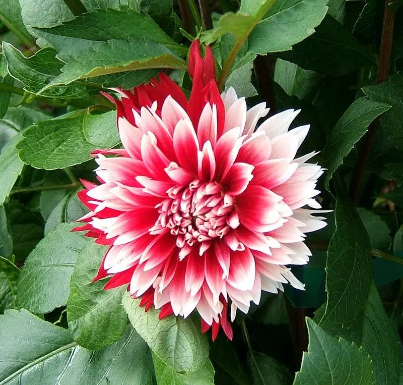 Dahlia Red/White Fubuki Tubers