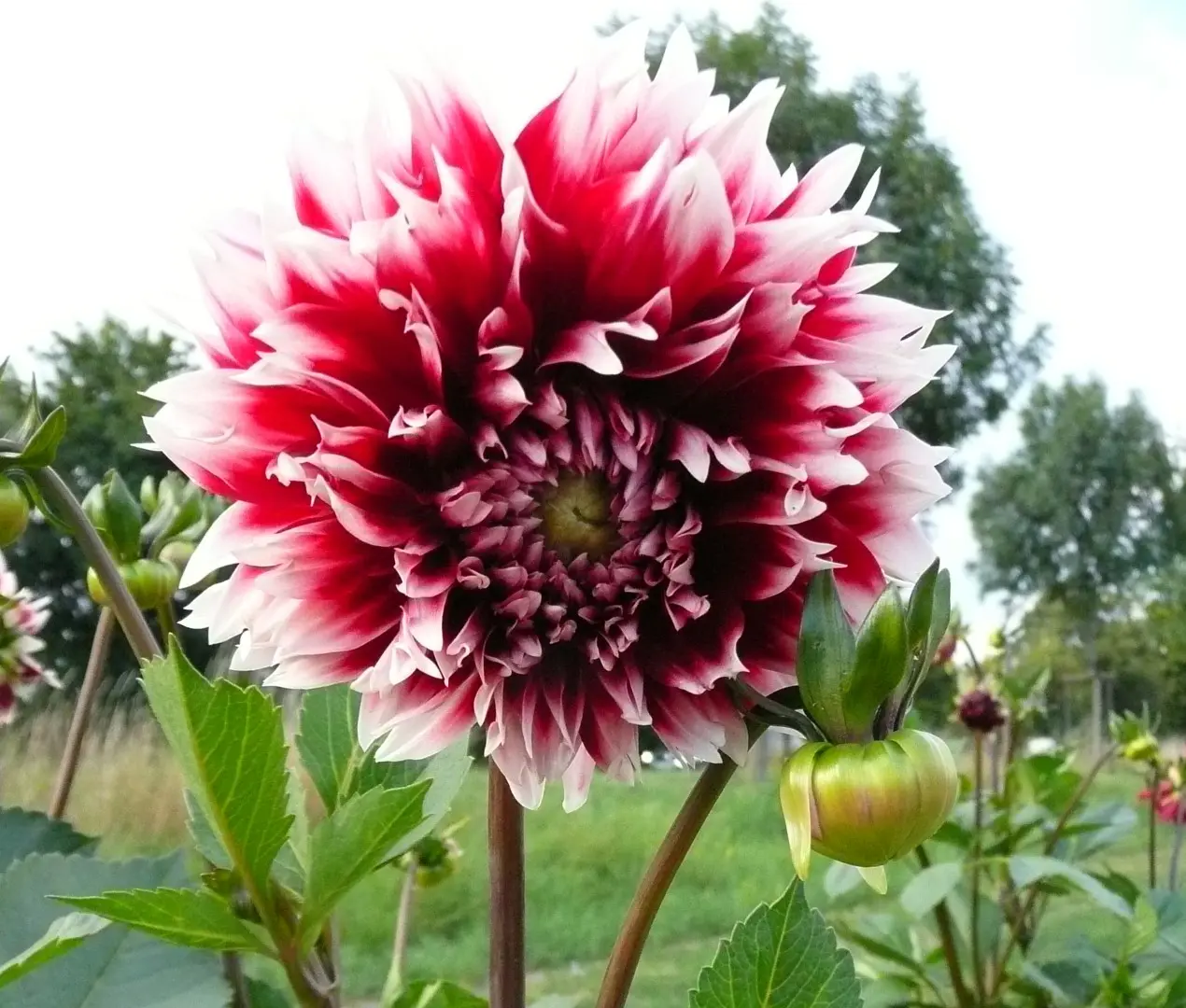 Dahlia Red/White Fubuki Tubers