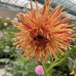 Dahlia Reijmans Firecracker Tubers