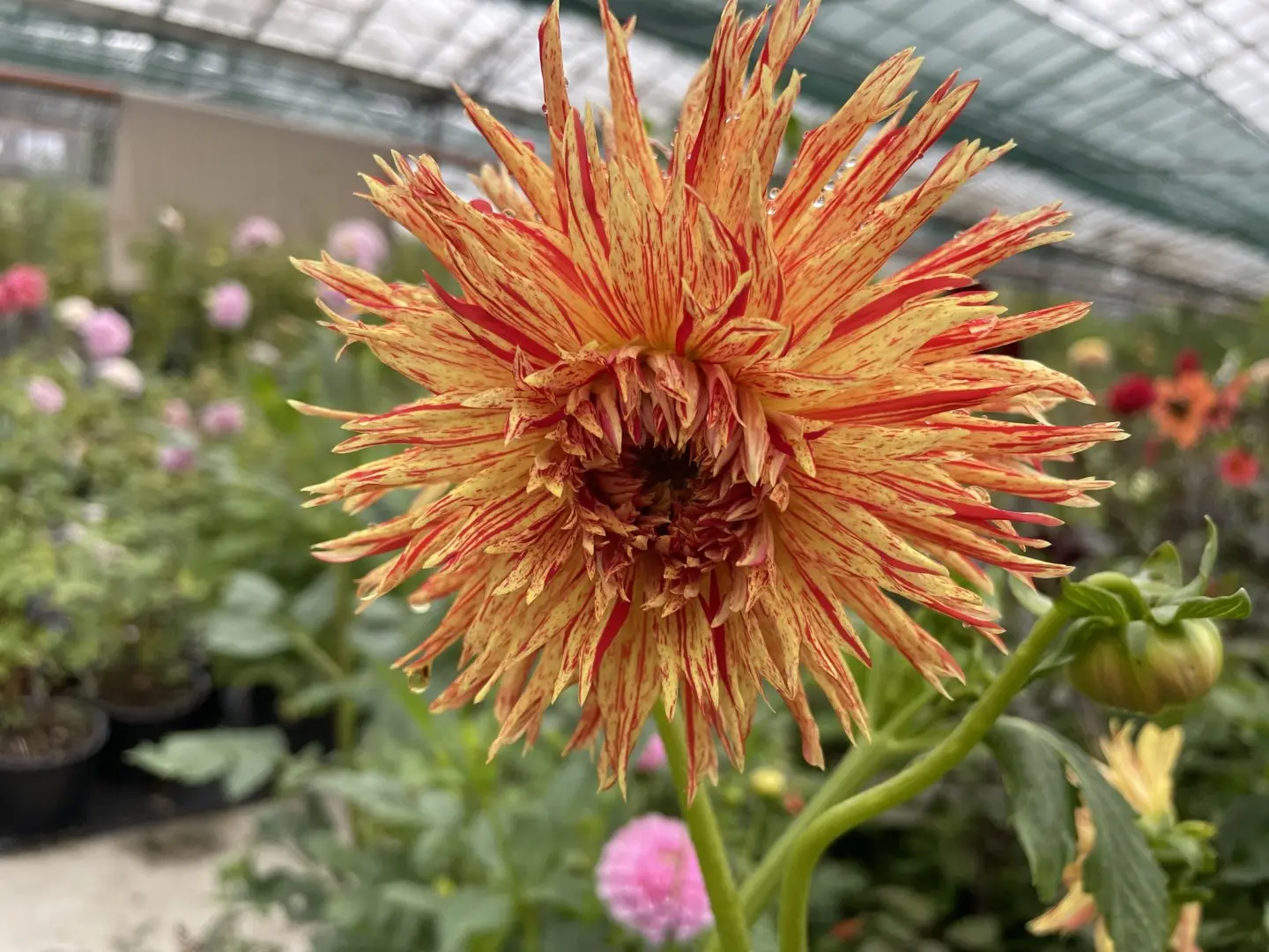 Dahlia Reijmans Firecracker Tubers
