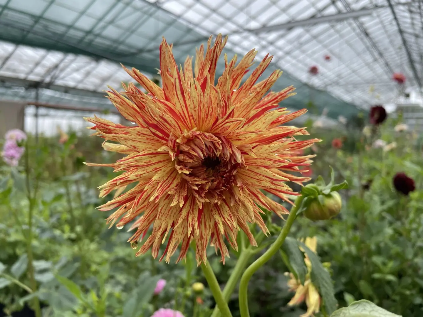 Dahlia Reijmans Firecracker Tubers