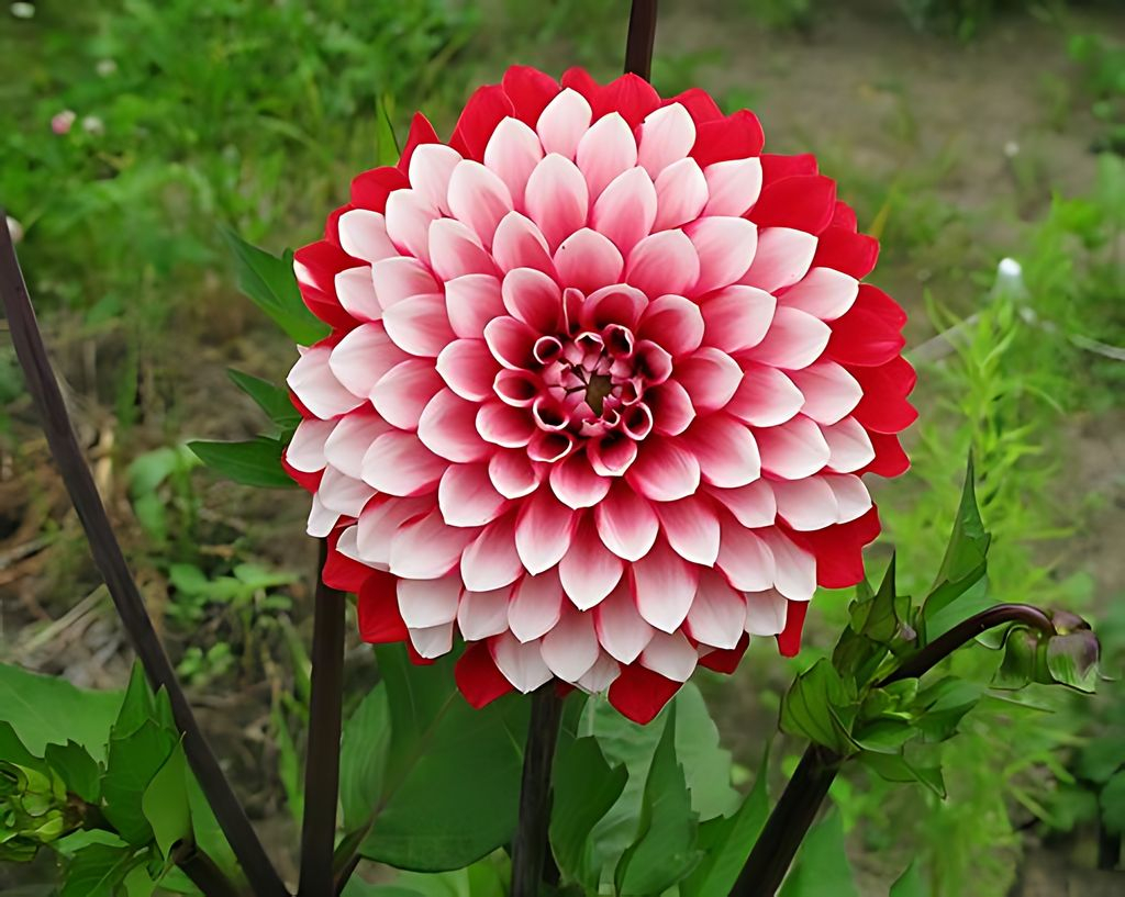 Dahlia Rexona Tubers