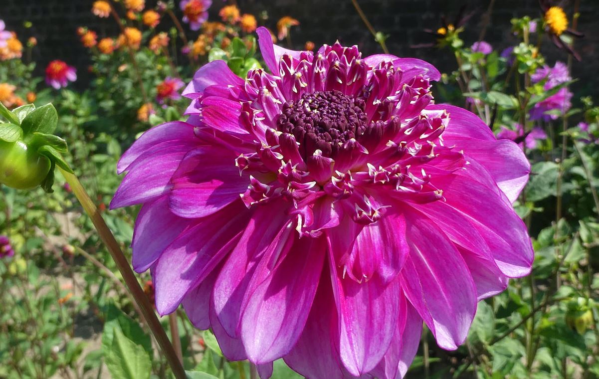 Dahlia Richard’s Fortune Tubers