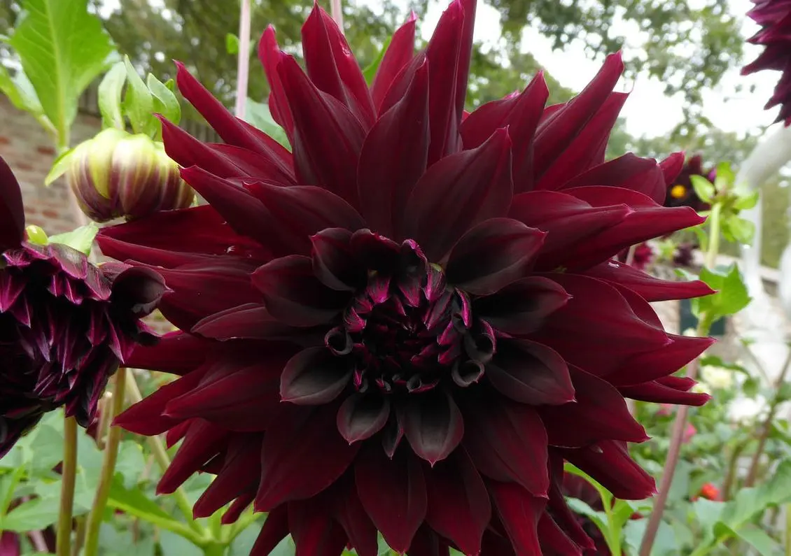 Dahlia Rip City Tubers