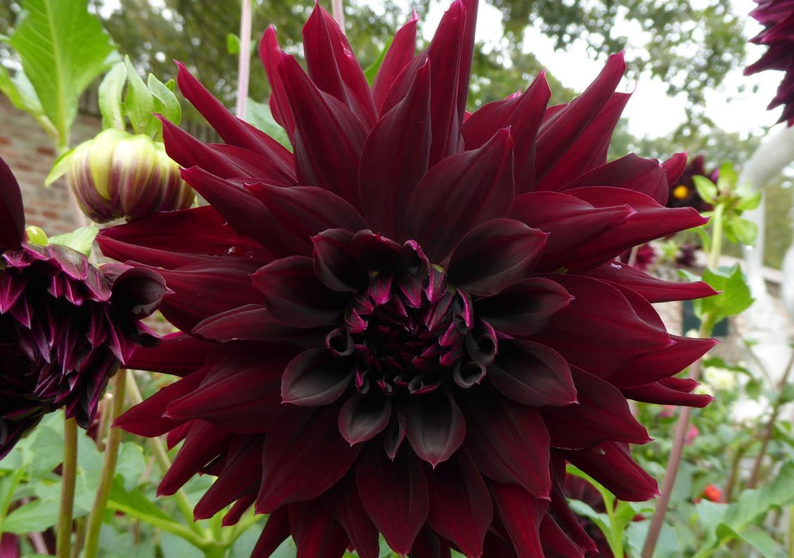 Dahlia Rip City Tubers