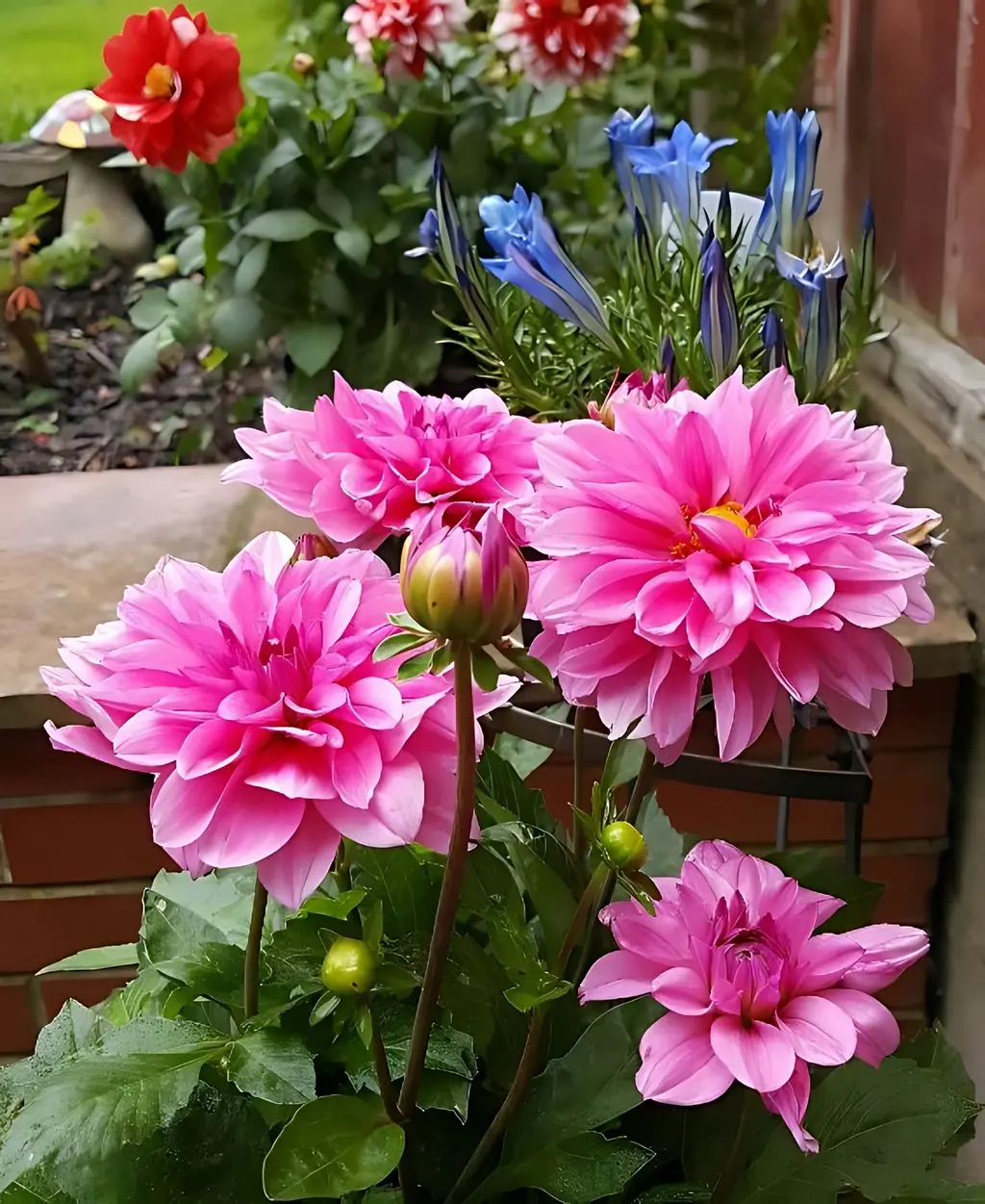 Dahlia Rosella Tubers