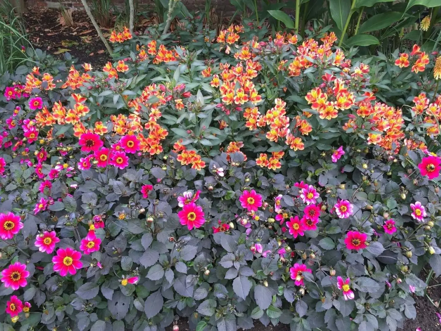 Dahlia Roxy Tubers