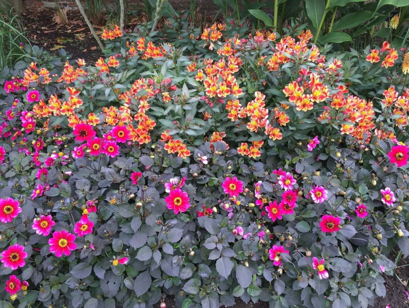 Dahlia Roxy Tubers