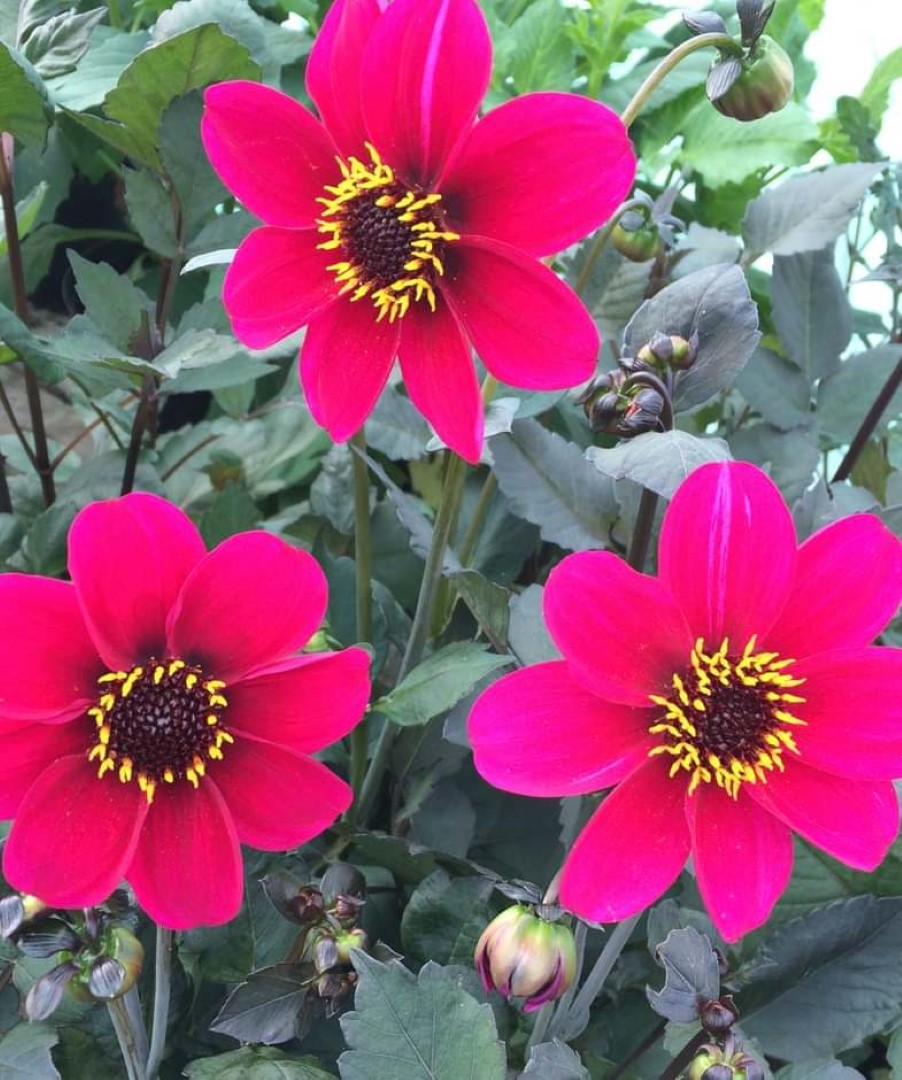 Dahlia Roxy Tubers