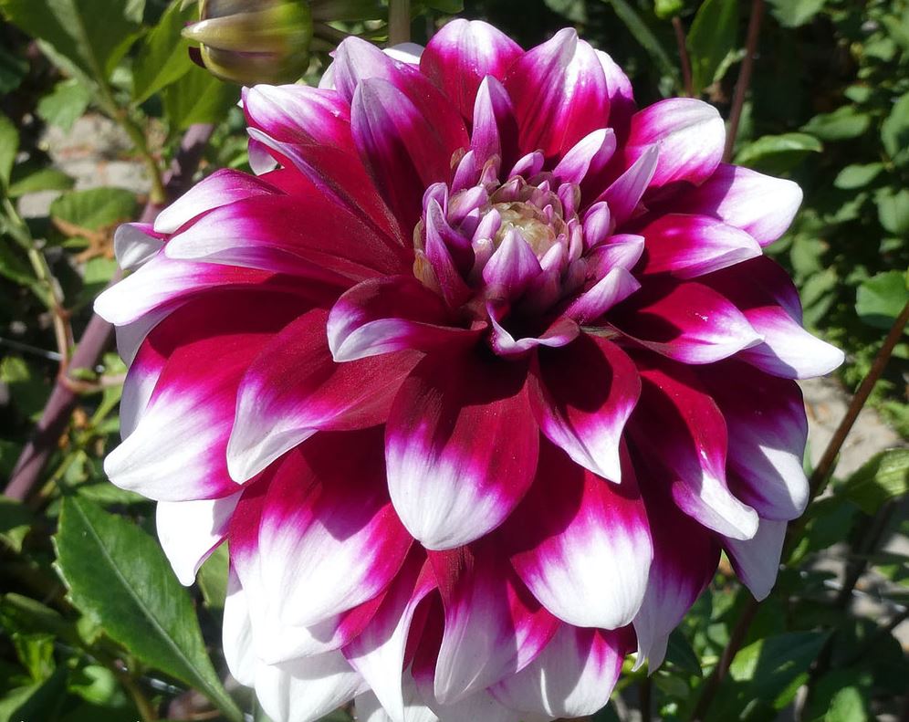 Dahlia Ryan C. Tubers