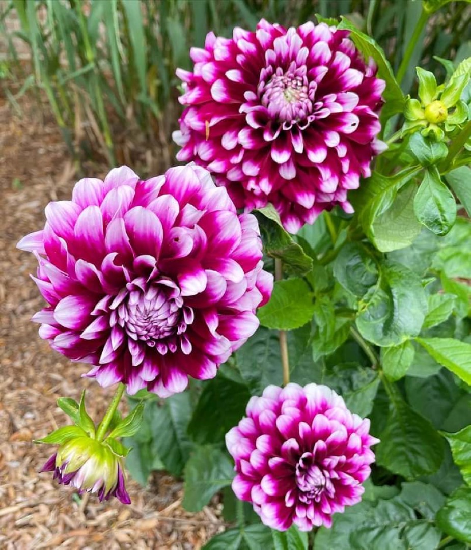 Dahlia Ryan C. Tubers