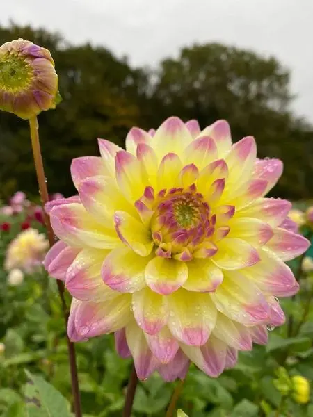 Dahlia Sagitta Tubers