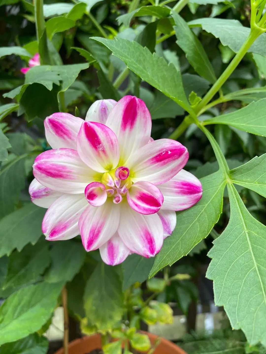 Dahlia Saint Martin Tubers