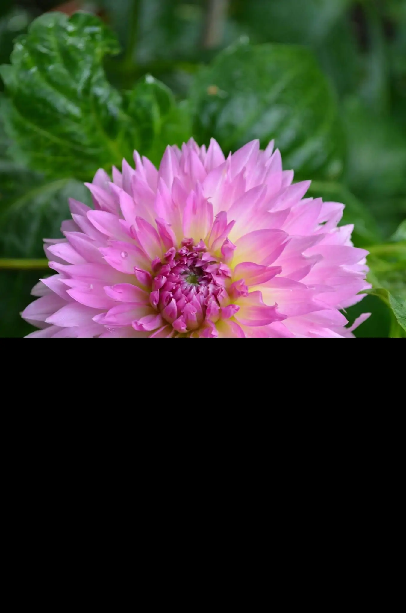 Dahlia Sakura Fubuki Tubers