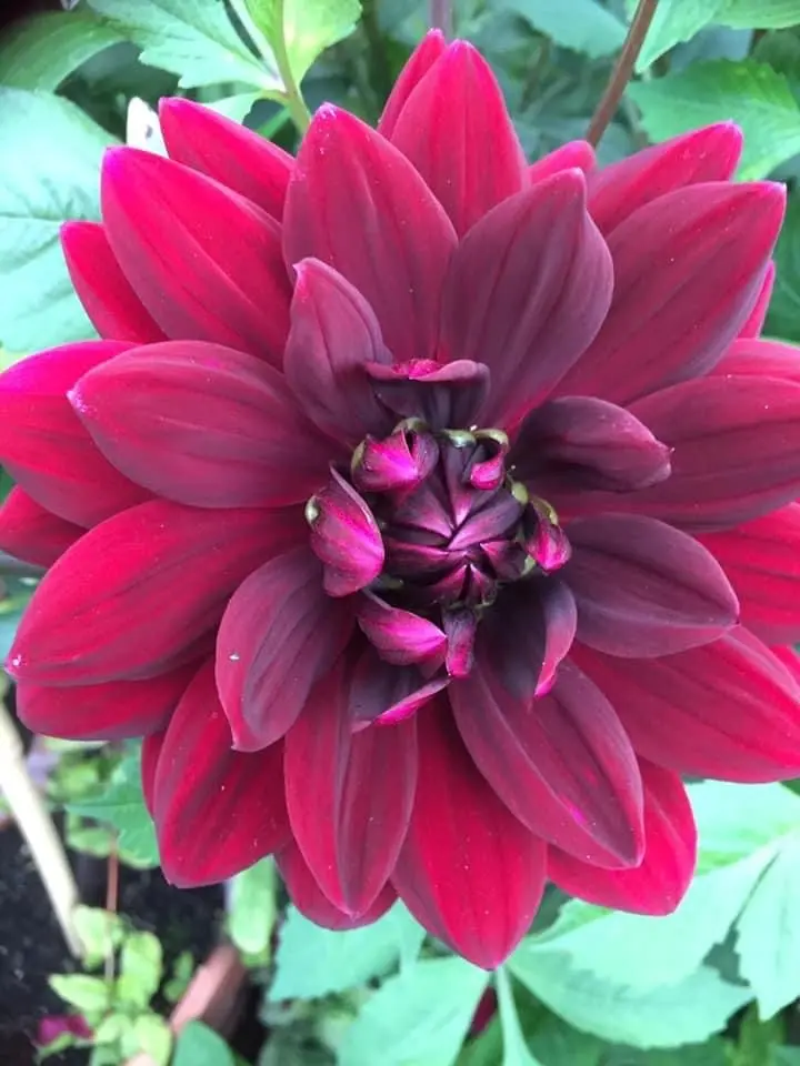 Dahlia Sam Hopkins Tubers