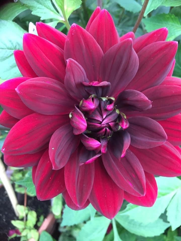 Dahlia Sam Hopkins Tubers