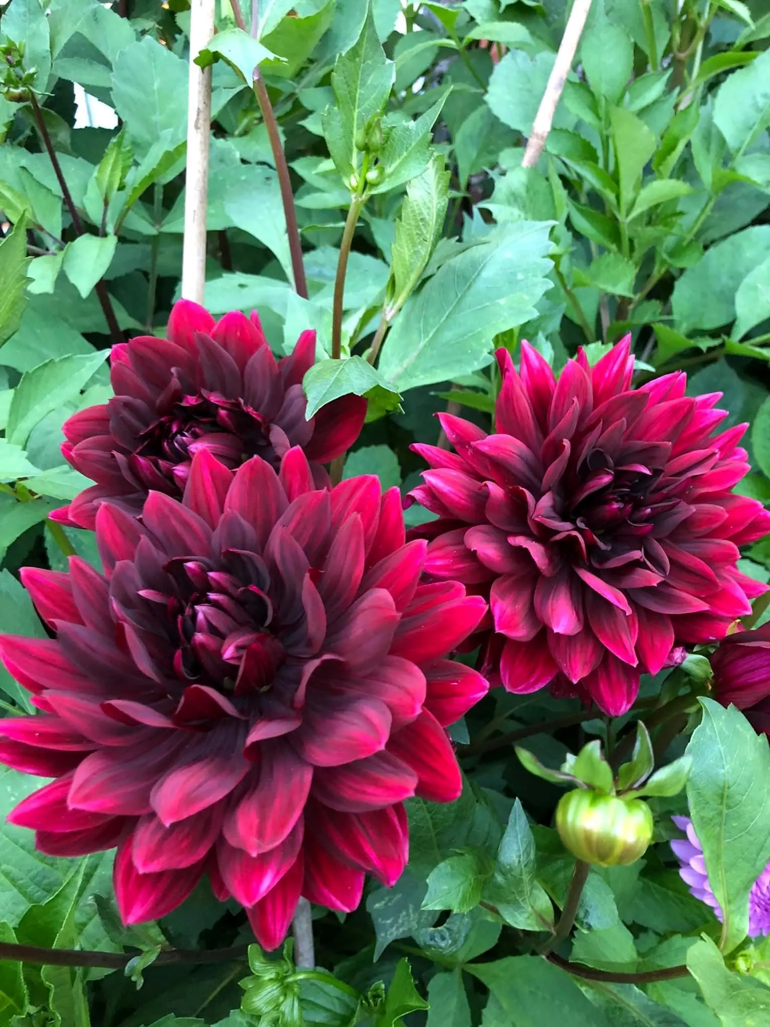 Dahlia Sam Hopkins Tubers