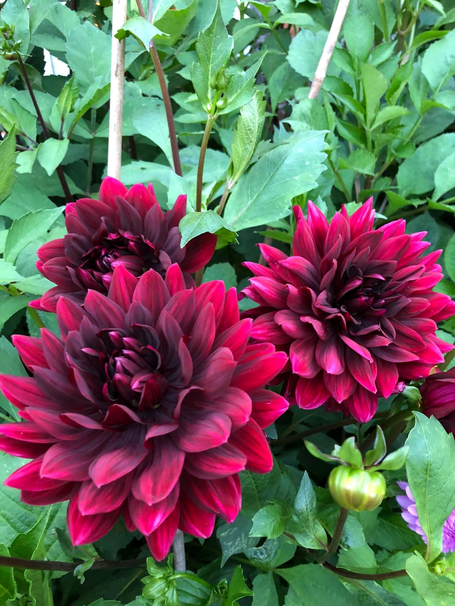 Dahlia Sam Hopkins Tubers