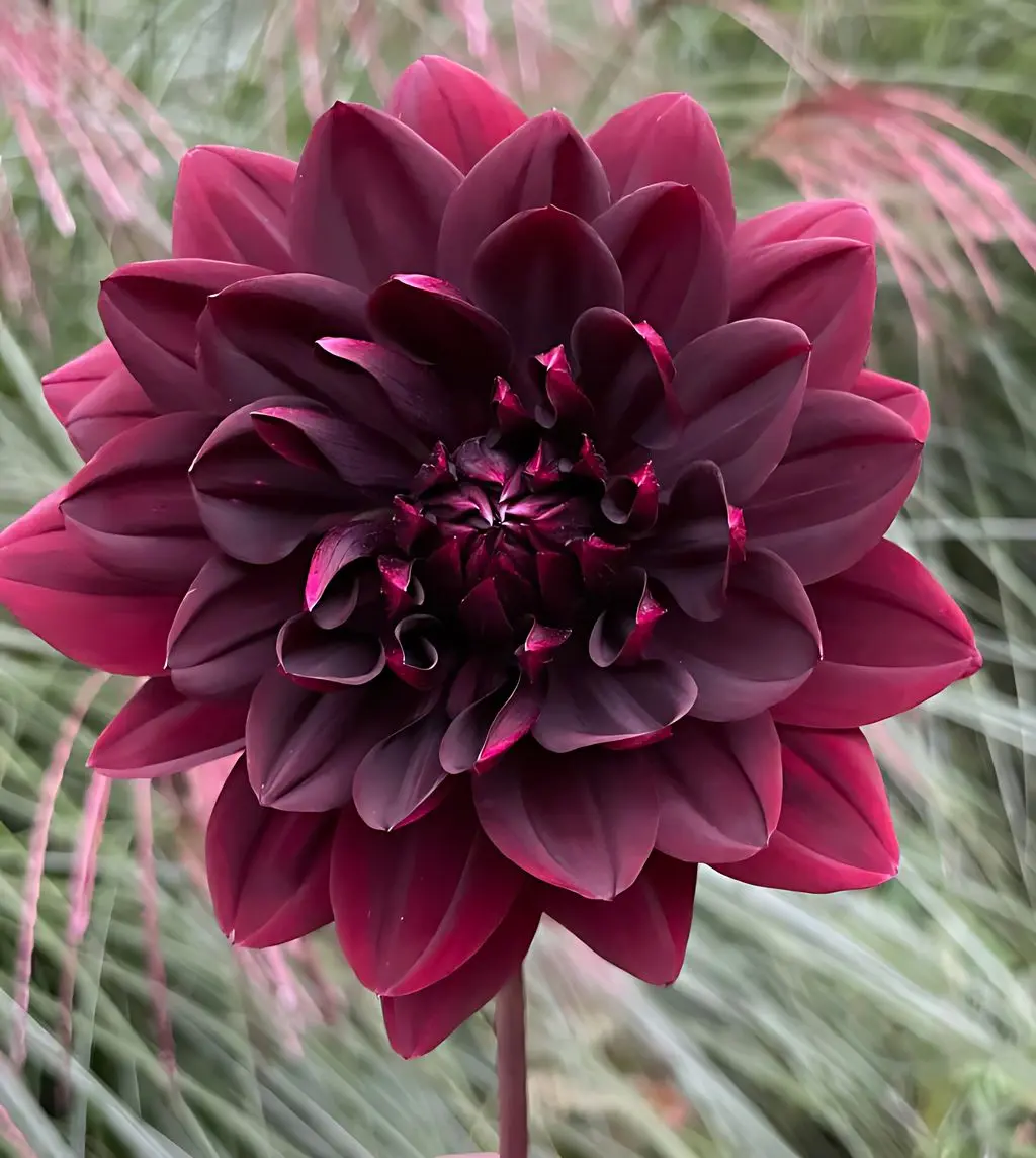 Dahlia Sam Hopkins Tubers