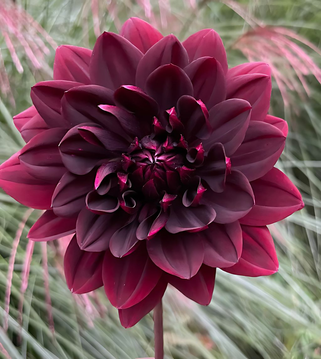Dahlia Sam Hopkins Tubers