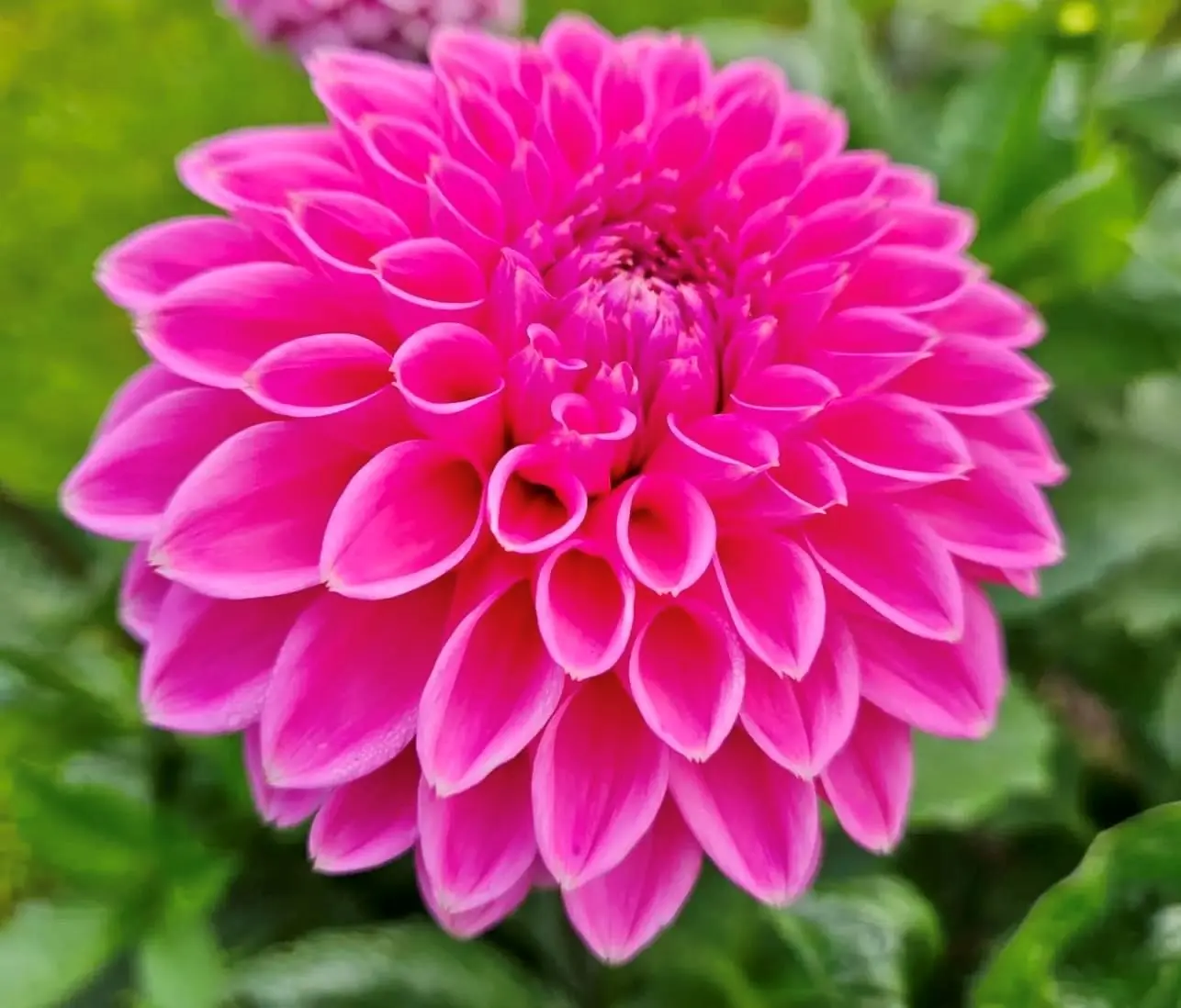 Dahlia Sandra Tubers