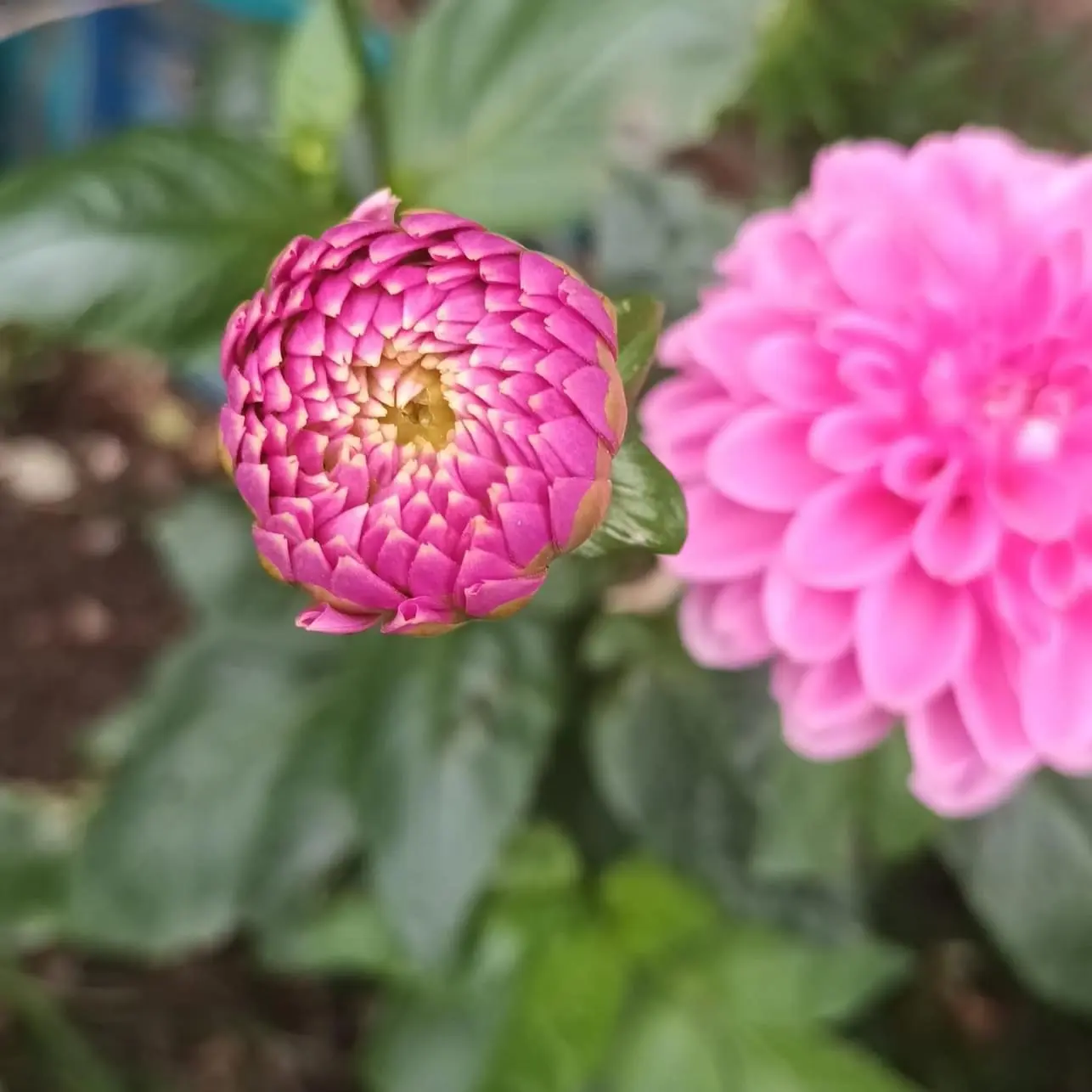Dahlia Sandra Tubers