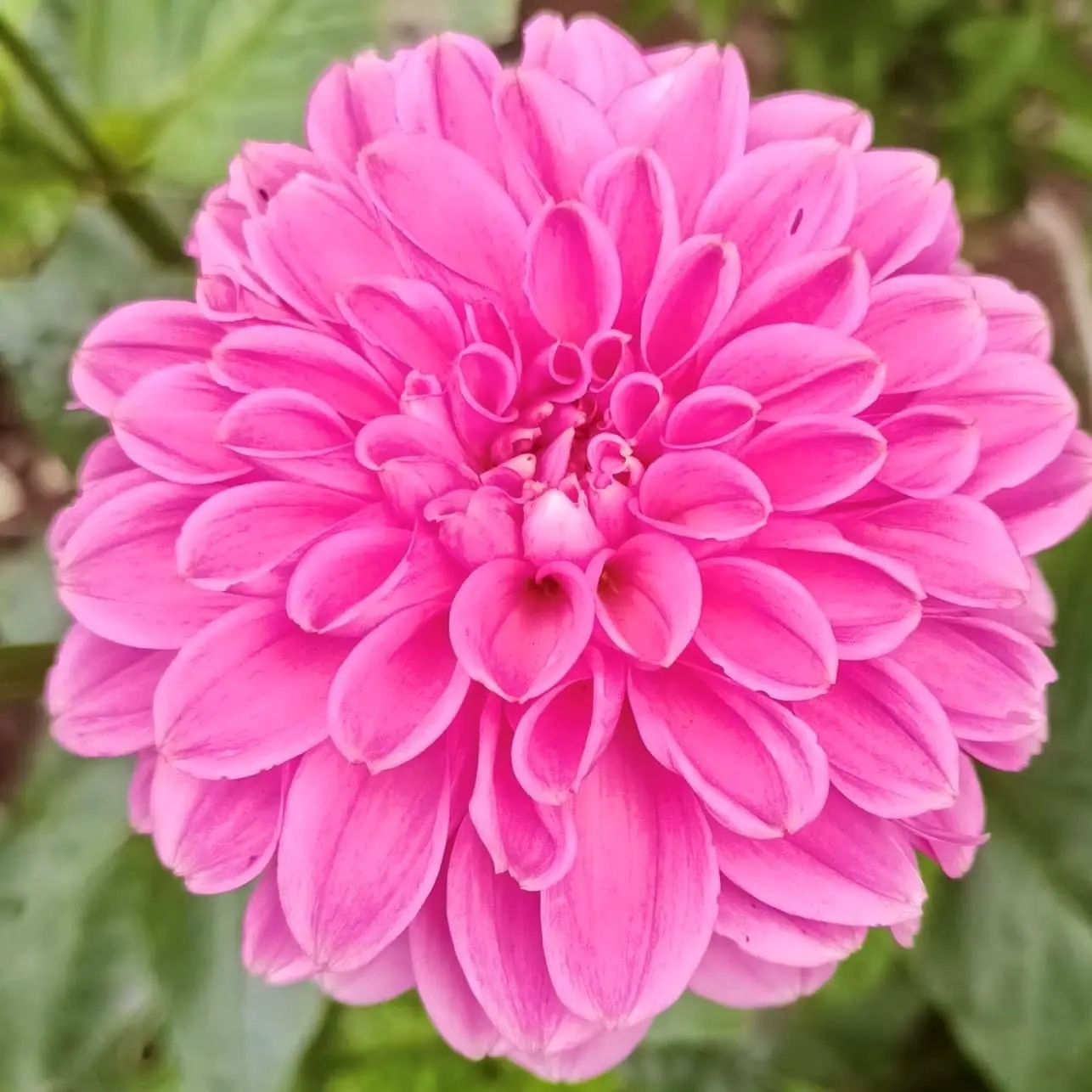 Dahlia Sandra Tubers