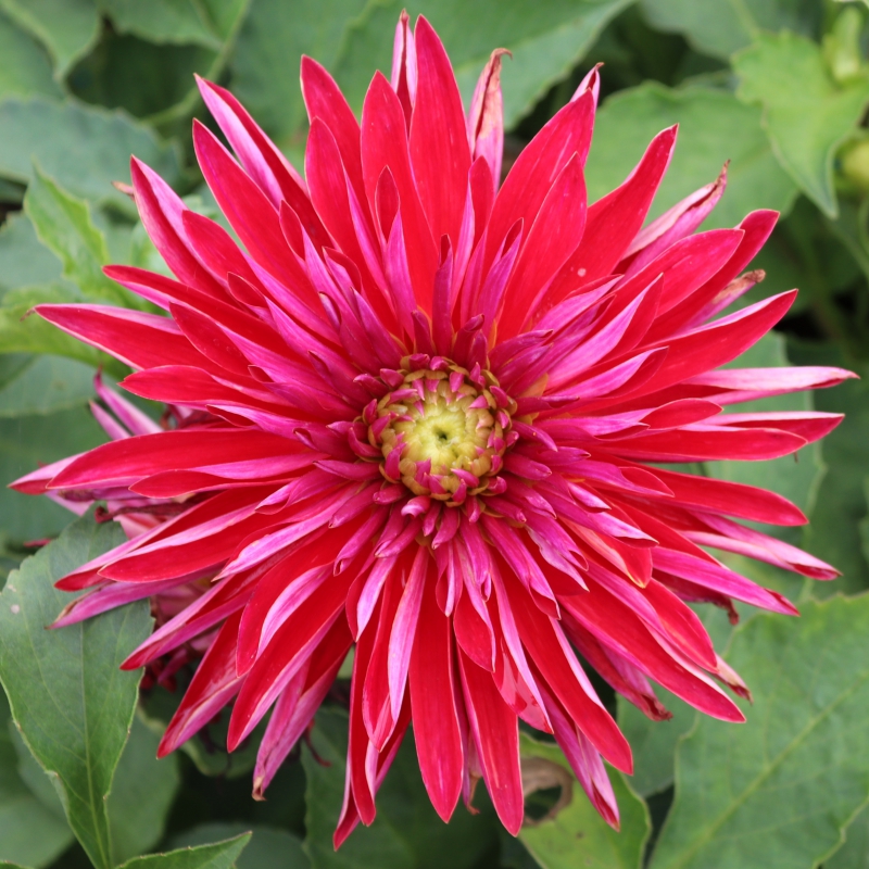 Dahlia Selina Tubers
