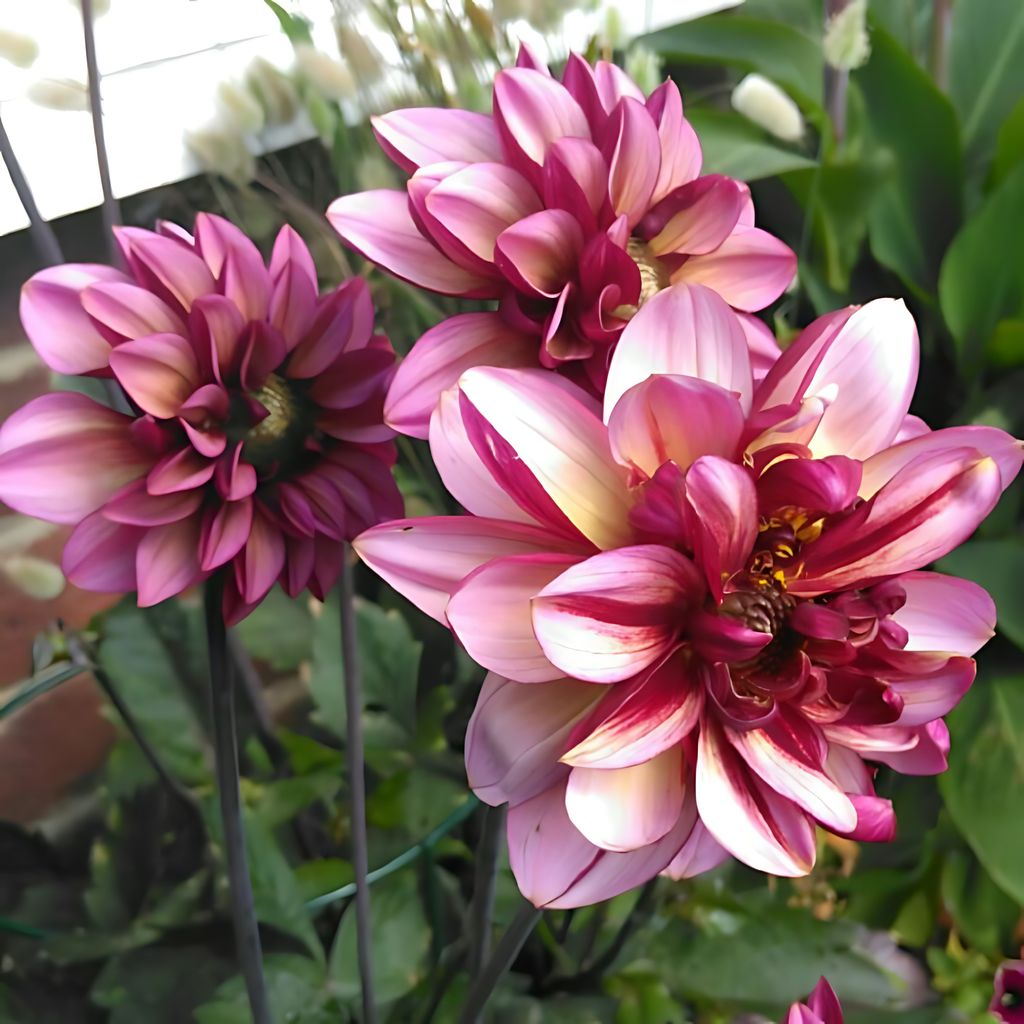 Dahlia Seniors Hope Tubers