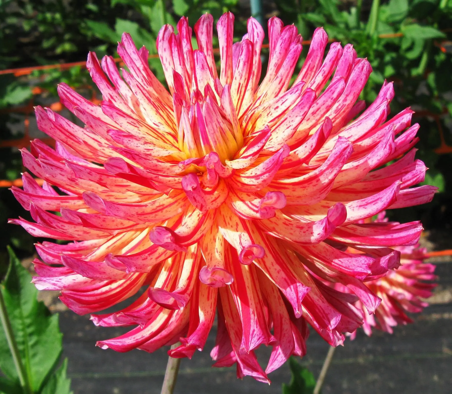Dahlia Shea’s Rainbow Tubers