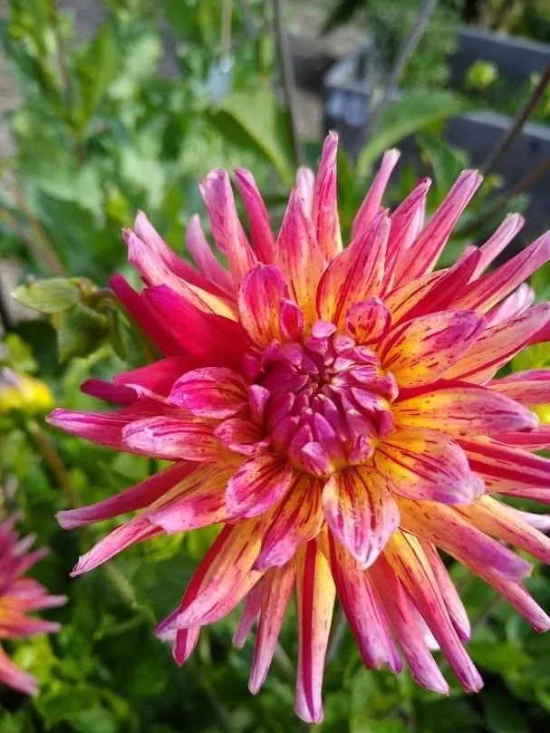 Dahlia Shea’s Rainbow Tubers