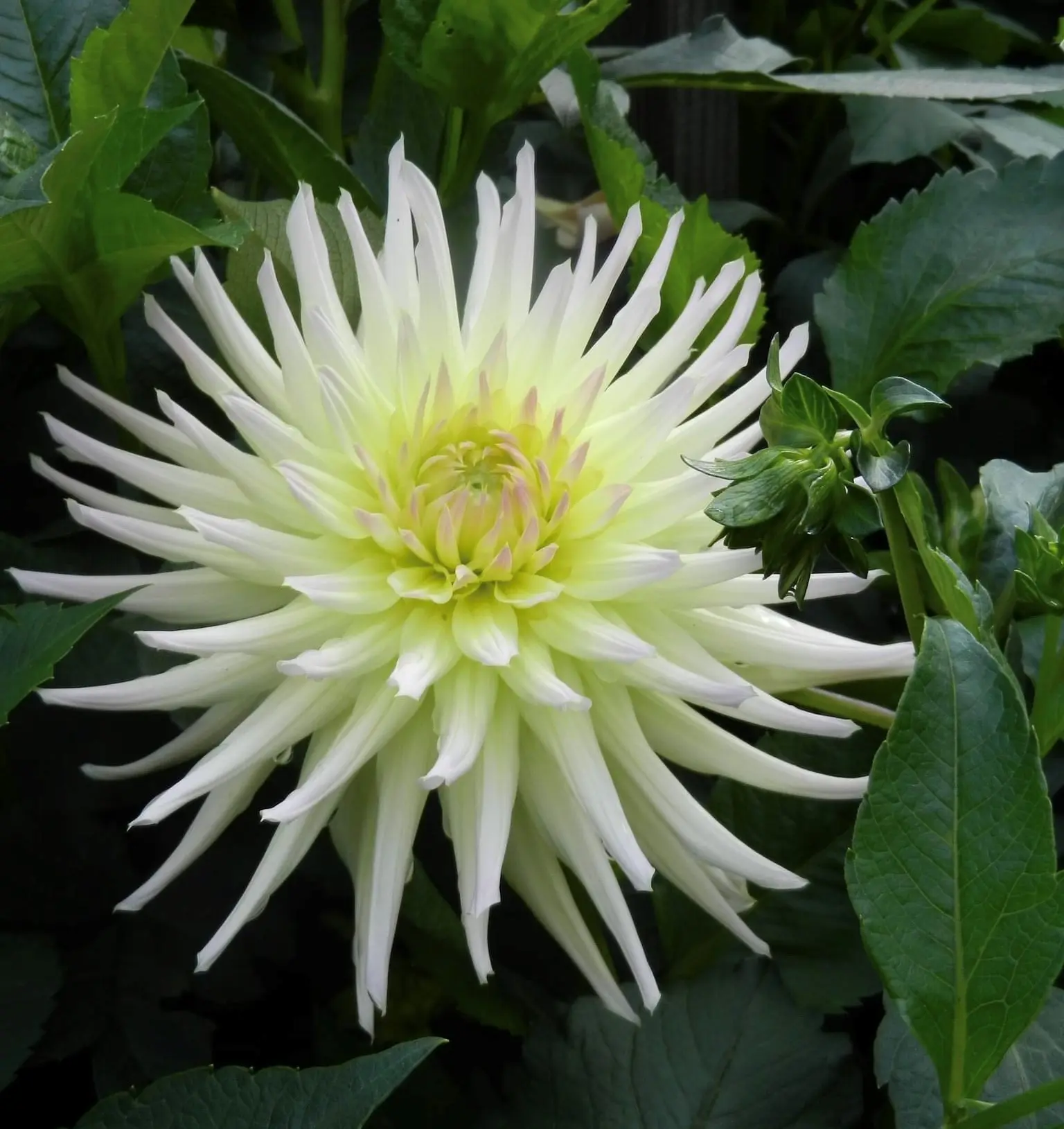 Dahlia Shooting Star Tubers - Image 2