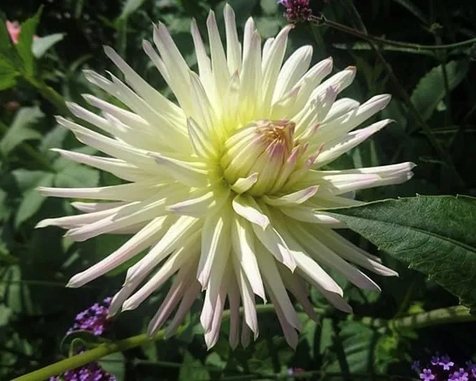 Dahlia Shooting Star Tubers